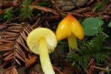 Hygrocybe acutoconica image