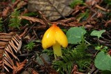 Hygrocybe acutoconica image
