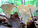 Clitocybe gibba image