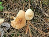Rhodocollybia maculata var. scorzonerea image