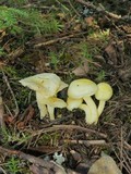 Hygrophorus chrysodon image