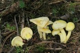 Hygrophorus chrysodon image