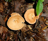 Clitocybe gibba image