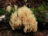 Artomyces piperatus image