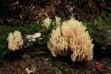 Artomyces piperatus image