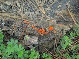 Cheilymenia granulata image