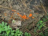 Cheilymenia granulata image
