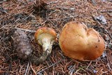 Suillus caerulescens image