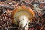 Suillus caerulescens image