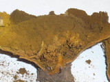 Calbovista subsculpta image