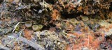 Ascobolus stercorarius image