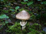 Amanita porphyria image