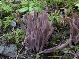 Alloclavaria purpurea image