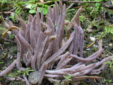 Alloclavaria purpurea image