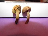 Gymnopilus punctifolius image