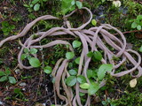 Alloclavaria purpurea image
