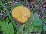 Clavariadelphus truncatus image