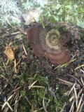 Coltricia perennis image