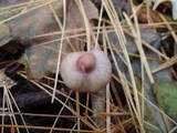 Inocybe lilacina image