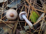 Inocybe lilacina image
