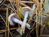 Inocybe lilacina image