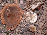 Coltricia perennis image