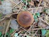 Cortinarius cinnamomeus image
