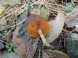 Cortinarius cinnamomeus image