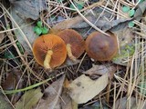 Cortinarius cinnamomeus image