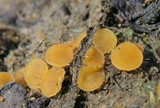 Cheilymenia fimicola image