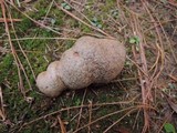 Scleroderma polyrhizum image