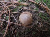 Scleroderma polyrhizum image