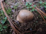 Scleroderma polyrhizum image