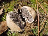 Scleroderma polyrhizum image