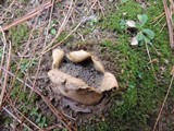 Scleroderma polyrhizum image