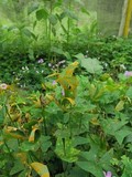 Puccinia oxalidis image