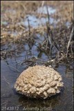 Amanita pruittii image