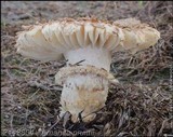 Amanita pruittii image