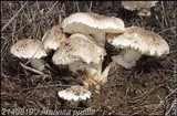 Amanita pruittii image