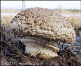 Amanita pruittii image