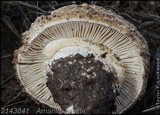 Amanita pruittii image