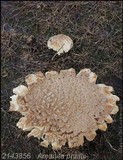 Amanita pruittii image