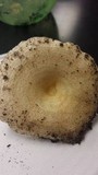 Lactarius psammicola image