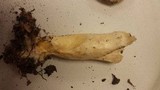 Lactarius psammicola image