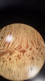 Lactarius psammicola image