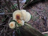 Hypholoma capnoides image
