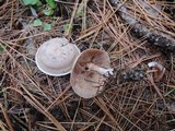 Clitocybe martiorum image