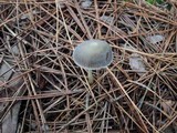 Mycena griseoviridis image