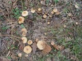 Hebeloma laterinum image