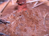 Coltricia perennis image